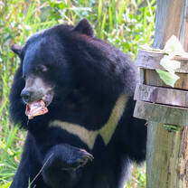 Asiatic black bear grabbing food