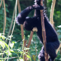 Northern White-Cheeked gibbon