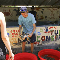 Turtle conservation