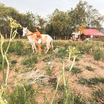 Helen, a volunteer, with Malbena, the horse