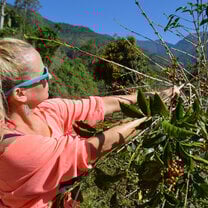 coffee picking