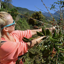 coffee picking