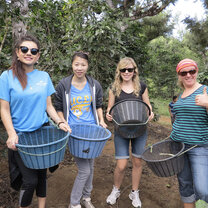 coffee picking