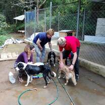 dog rehabilitation