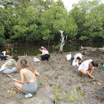 Philippines mangroves