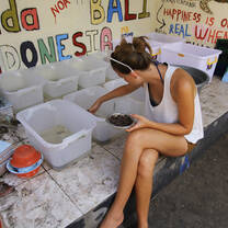 cleaning turtles
