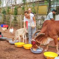 cows in India