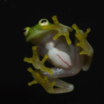 a glassfrog seen from below showing the transparent belly so that the internal organs can be seen