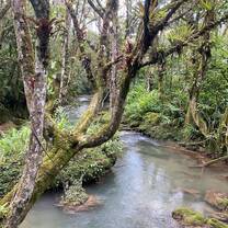 A river flowing through the cloud forests