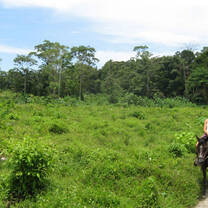 horse back tour in the rainforest