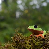 A bright green treefrog sits on a mossy branch