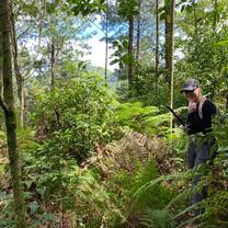 Volunteers survey a clearing in the woods