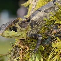 A lizard basks in the sunshine on a mossy tree trunk