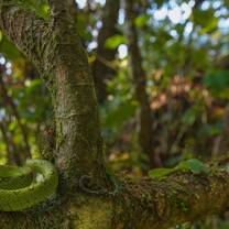 A green pitviper on a branch
