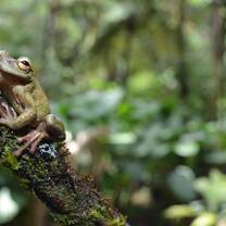 A large green treefrog sits on a branch in the cloud forest