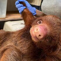 Sloth at the Peru Wildlife Sanctuary