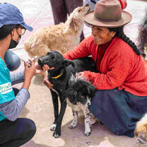Volunteering to help street dogs in Peru