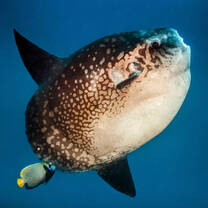 Mola mola