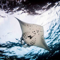 Manta Ray 