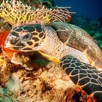 Sea turtle