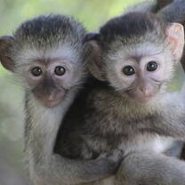 Bru & Punim - 2 rescued baby orphans