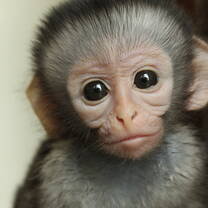 Cupcake - recued baby ophan