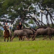 Wildebeest 