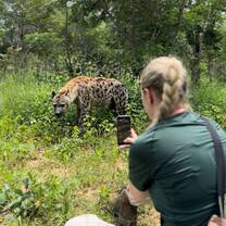 Hyena Encounter