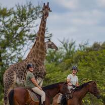 Giraffe Encounters