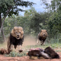 Lion Feed