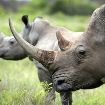 A mother rhinoceros stands in front of her younger calf on the grasslands of the South Africa