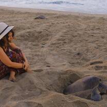 protecting a turtle while nesting
