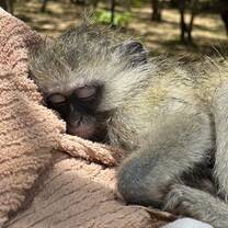 Orphaned Baby Monkey ‘Tsoko’
