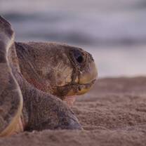 olive ridley sea turtle nesting