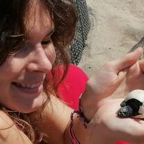 turtle hatchlings