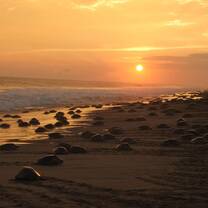 mass nesting sea turtles phenomenon