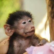 Baby Baboon looking at volunteer
