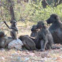A troop of rehabilitated baboons sit communally