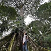 Student looking up at a big tree
