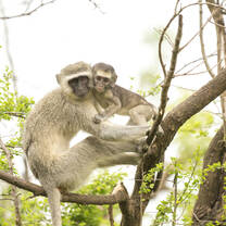 Monkey Rehabilitation
