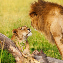 Lion