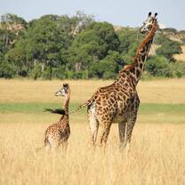 Big 5 African Wildlife & Conservation