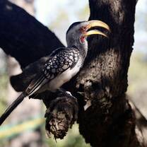 Southern yellow-billed hornbill