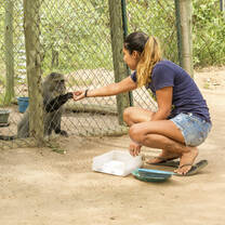 Monkey Rehabilitation