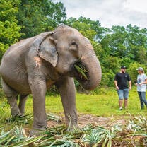 Elephant Experience