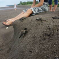 Sea Turtle Conservation