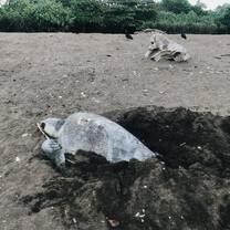 Sea Turtle Conservation