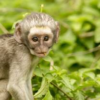 Monkey Rehabilitation