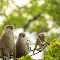 Monkey Rehabilitation