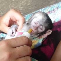 Monkey Rehabilitation